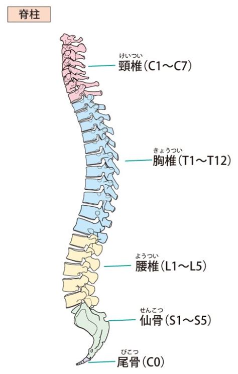 腰椎 英語|【機能解剖学の基礎】脊柱の構成は頸椎・胸椎・腰椎。